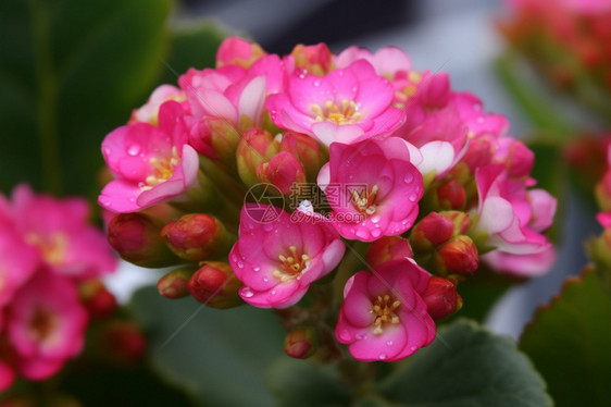 充满活力的鲜花图片