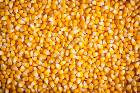 丰收的玉米粒图片