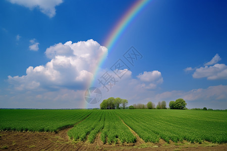 农田上的彩虹图片