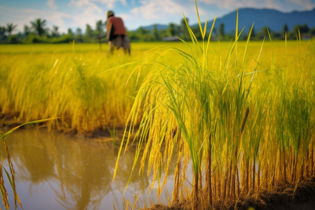 农民与稻谷的情缘图片