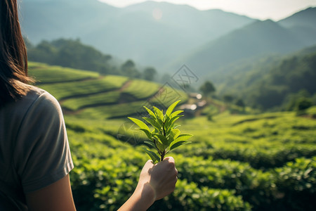 拿着茶叶站在茶园的女人图片