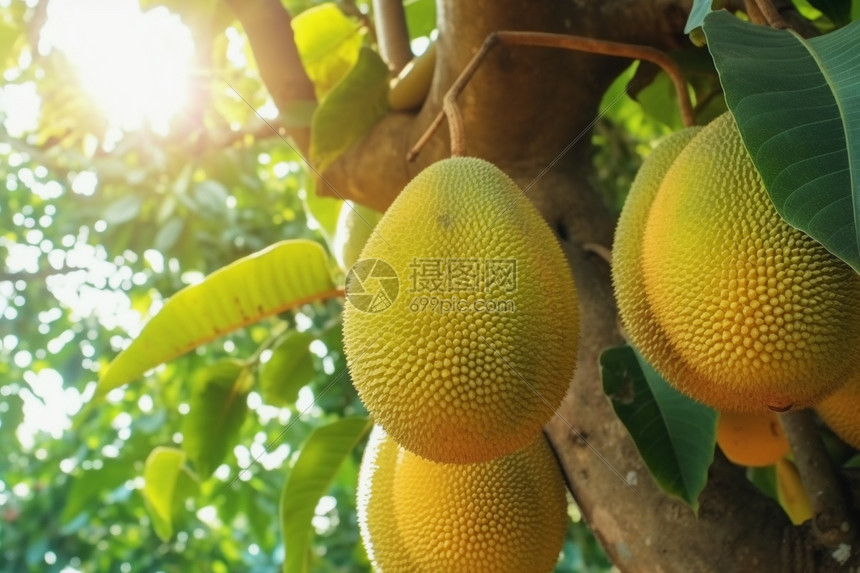 菠萝蜜什么季节成熟