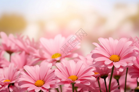 户外盛开的粉色雏菊图片