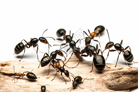 一群蚂蚁背景