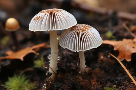 腐烂食物生长的蘑菇背景图片