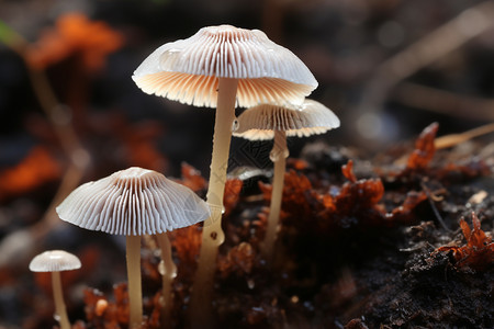 地面上的蘑菇背景图片