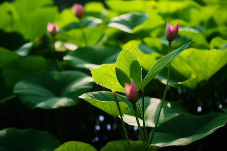 池塘中的荷花图片