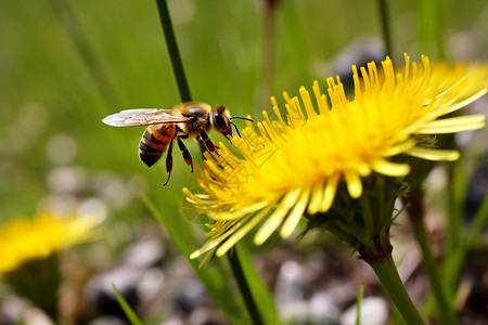 蜜蜂采食花粉图片