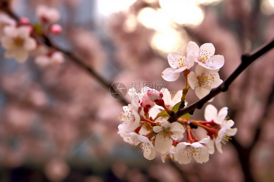 美丽的桃花林图片