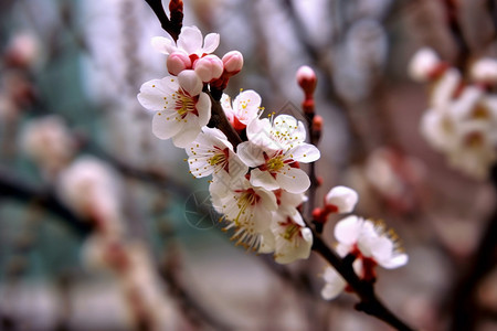 花园中盛开的桃花图片