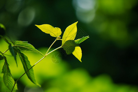 新鲜翠绿的叶子图片