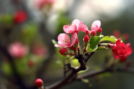 树枝上美丽的花朵图片