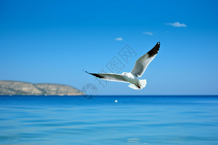 海边野生的海鸥图片