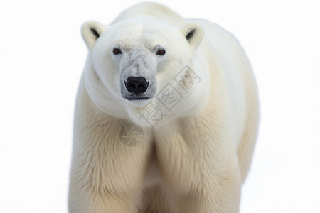 冬天哺乳动物北极熊图片