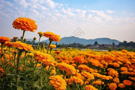 黄色花田万寿菊的花海背景