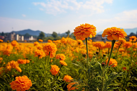 观赏花卉万寿菊图片