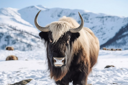 雪地里的野牦牛图片