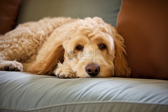 躺在沙发上的狗图片