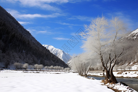 白雪覆盖的森林景观图片