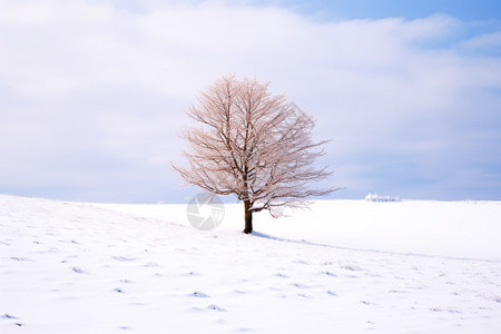 美丽的冬天大草原景观图片