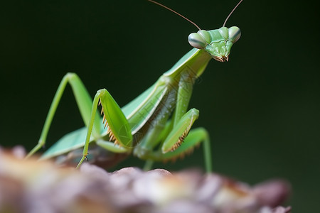 户外的绿色螳螂图片