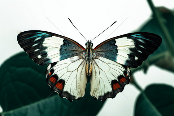 蝴蝶翅膀纹理的特写图片