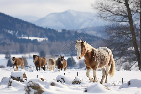 雪山里的马群图片