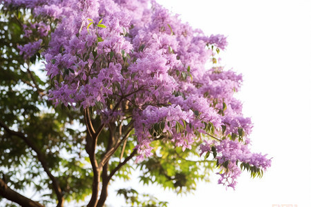 盛开紫色花朵的树木图片