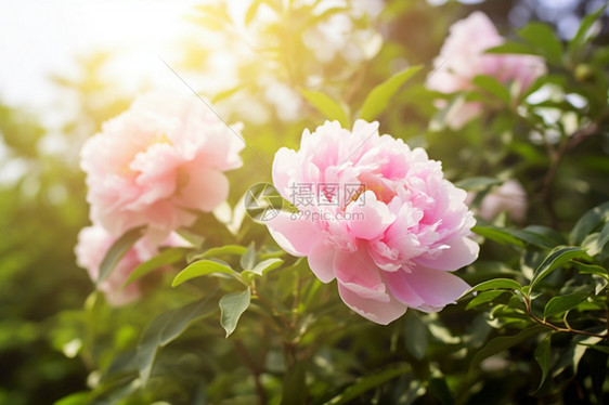 花园中盛开的美丽花朵图片