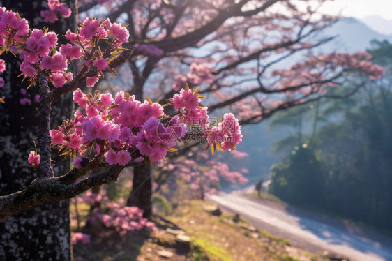 春天的桃花图片