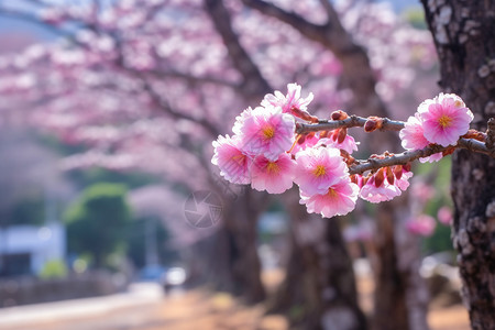 桃花花园李子树高清图片