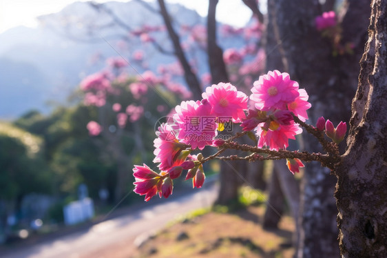 桃花盛开图片