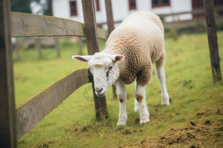 养殖场的绵羊图片
