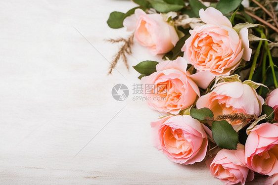 白色背景上的粉色玫瑰花图片
