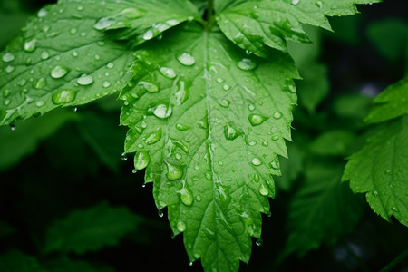 养眼的雨后叶片图片