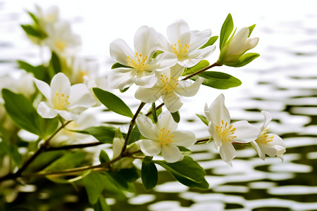 水边的茉莉花图片