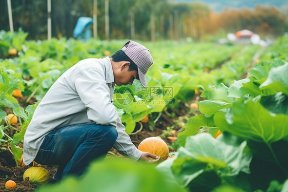 农艺师看蔬菜生长图片