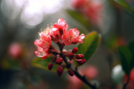 春季鲜艳的花朵背景图片