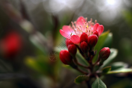 春季盛开的花朵图片