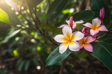 茂盛鸡蛋花树花园i的鸡蛋花背景