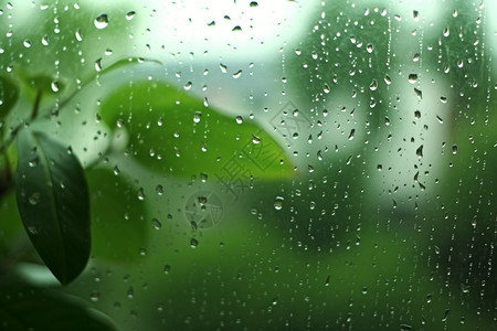 雨天绿色背景图片