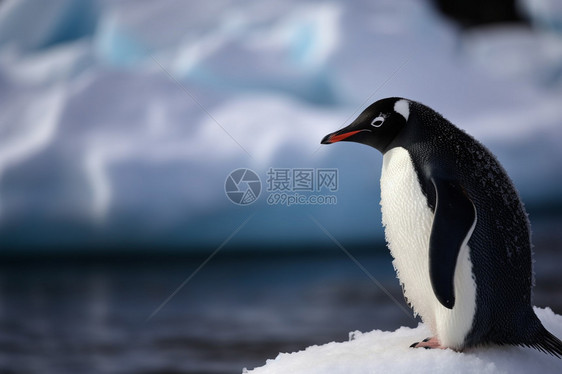 站在冰面上的企鹅图片