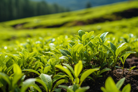 山丘中种植的茶树背景图片