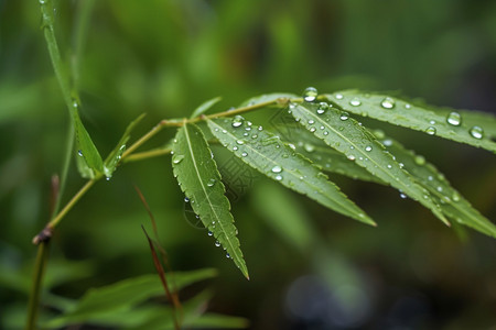 植物叶子上的露珠图片