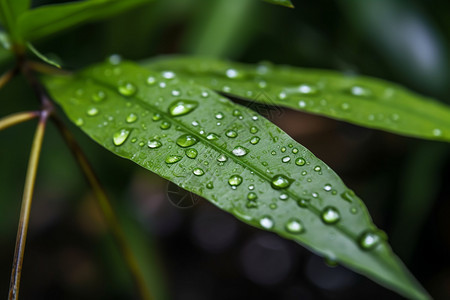 户外新鲜的植物叶子图片