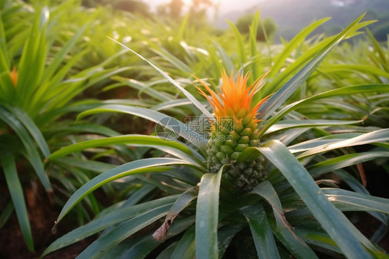 种植的热带菠萝图片