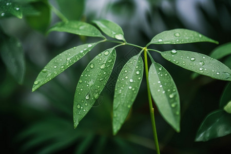 绿色叶子上的露珠背景图片