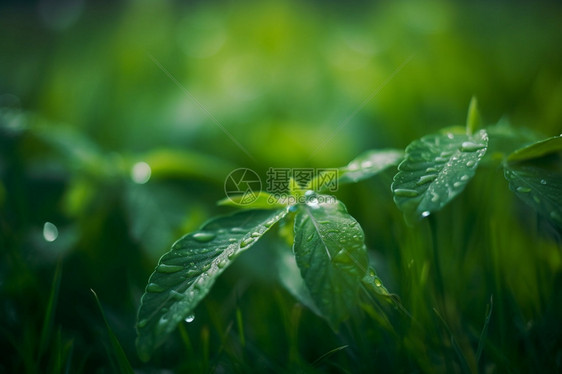 新鲜的植物小草图片