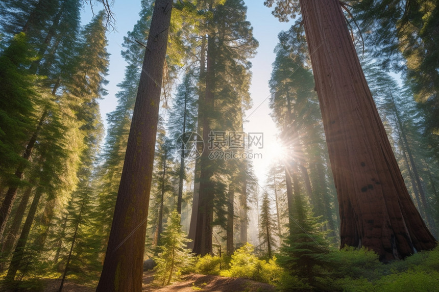 森林中巨大的红杉图片