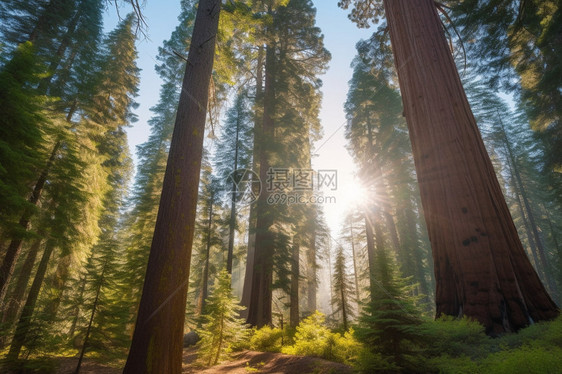 森林中巨大的红杉图片